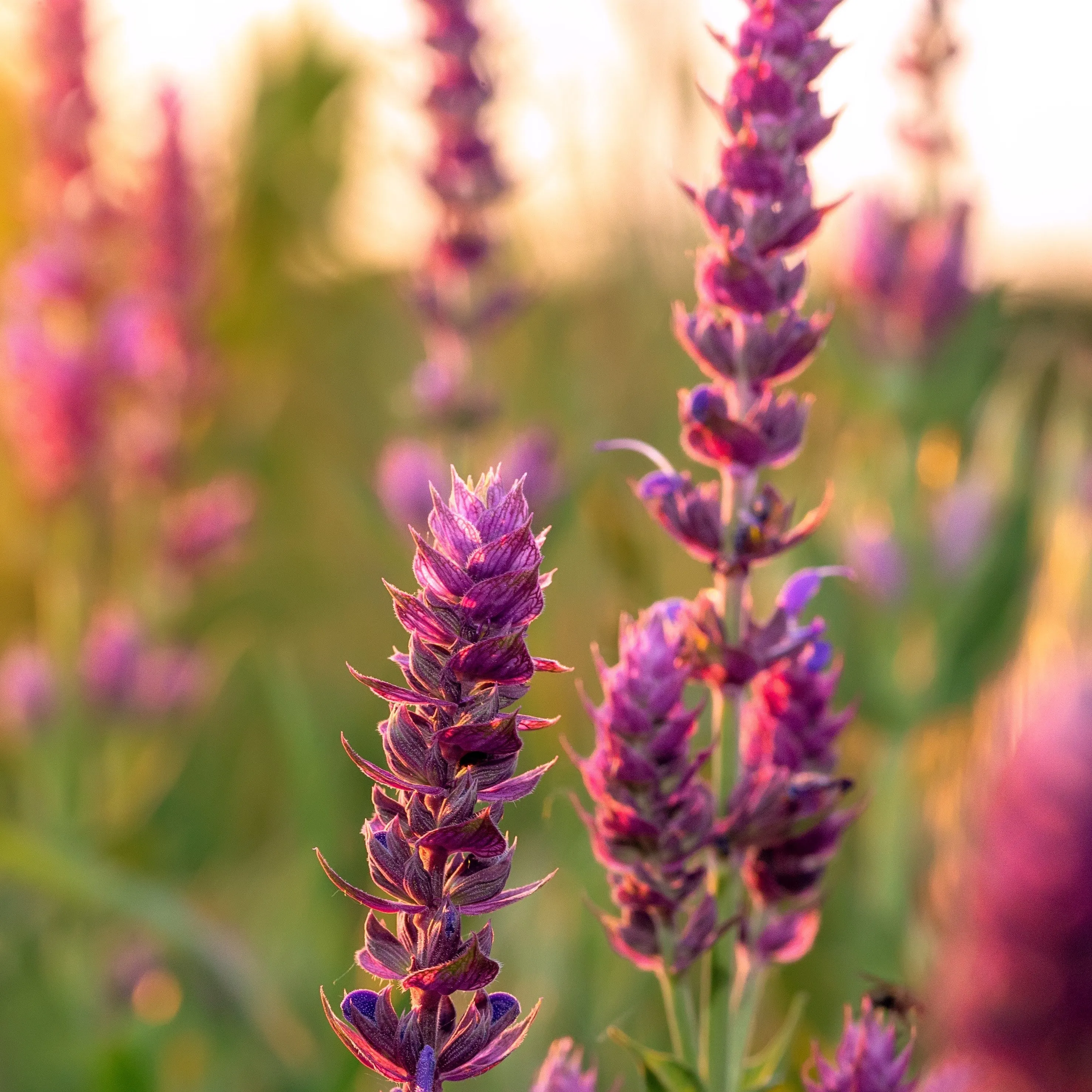 Clary Sage Essential Oil