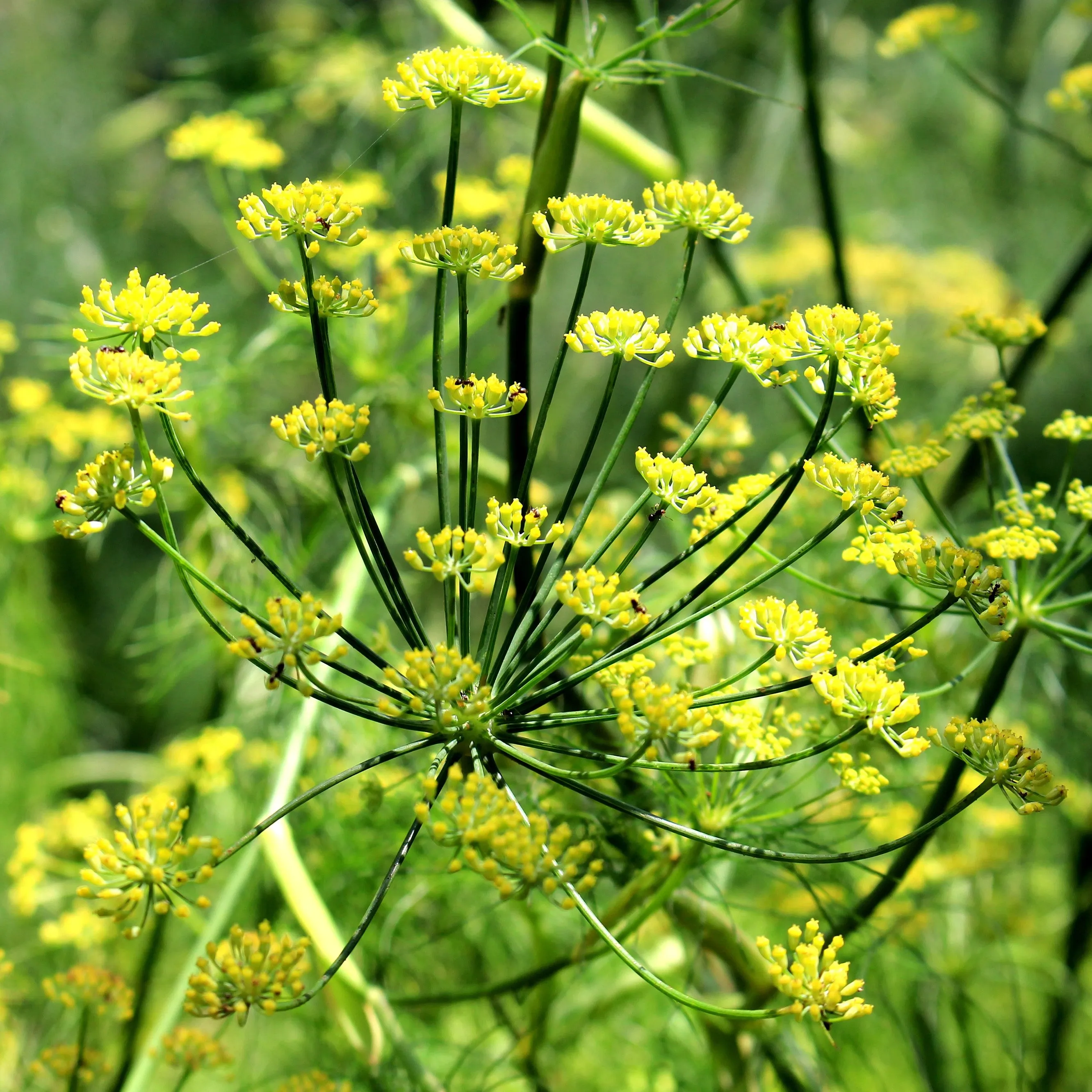 Fennel (sweet) Essential Oil