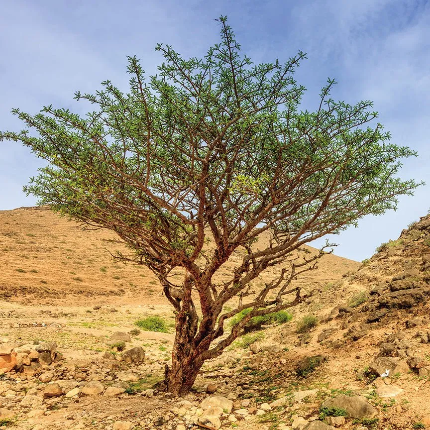 Frankincense Sacra Essential Oil