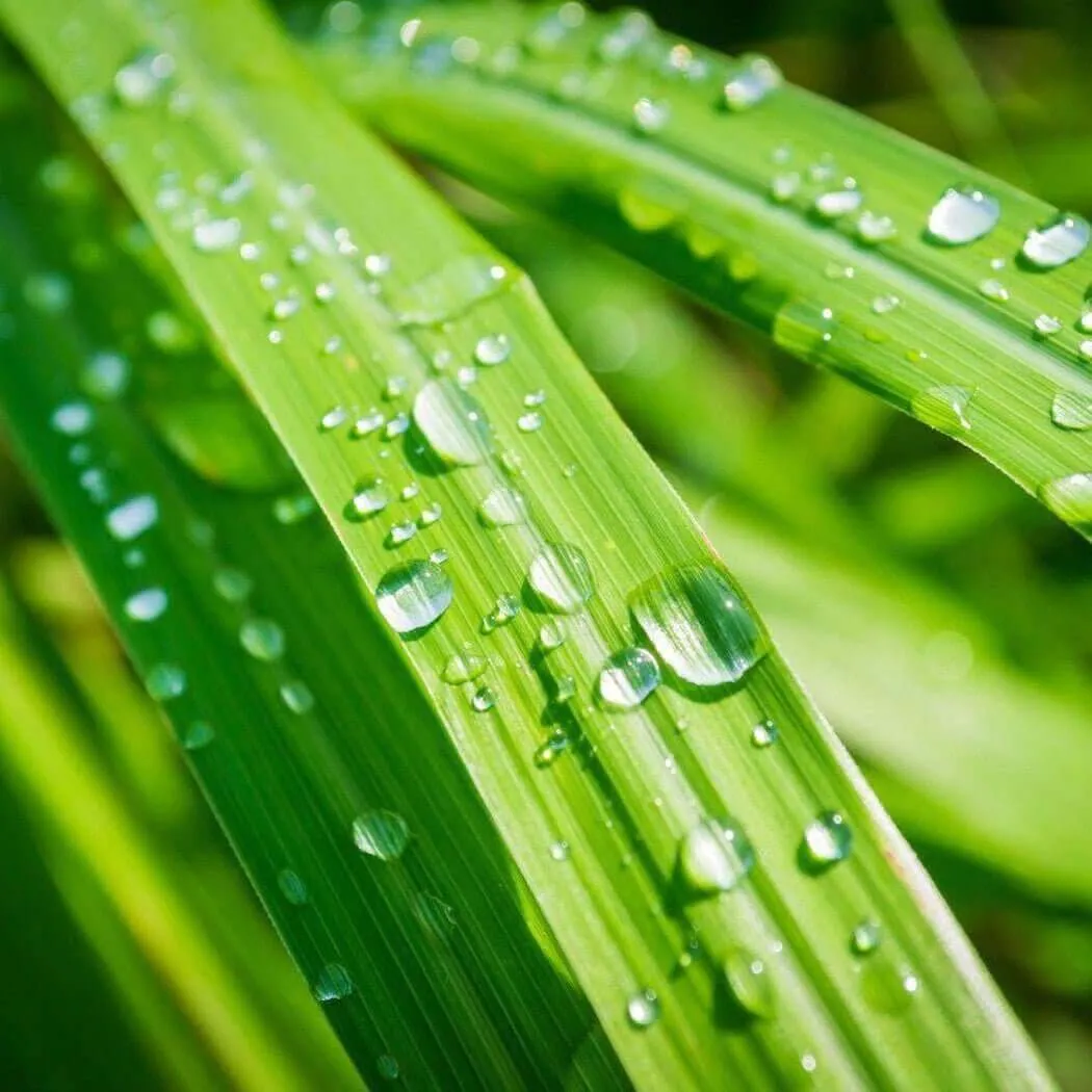 Lemongrass Essential Oil