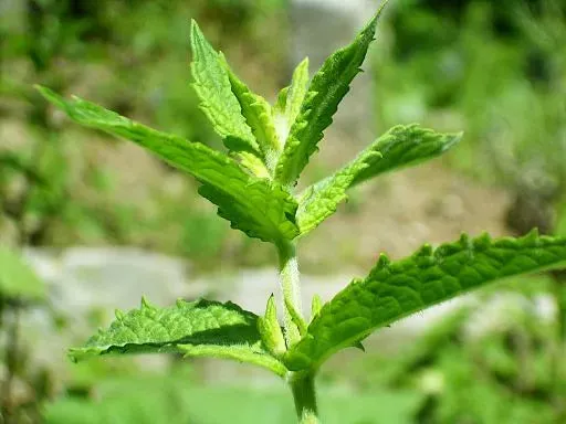 Spearmint Pure Essential Oil